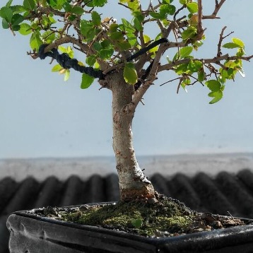 Pyracantha bonsai tree with wiring on lower branches