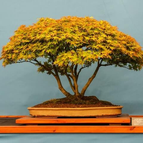 acer